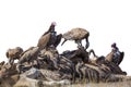 Lappet faced Vulture in Kruger National park, South Africa Royalty Free Stock Photo